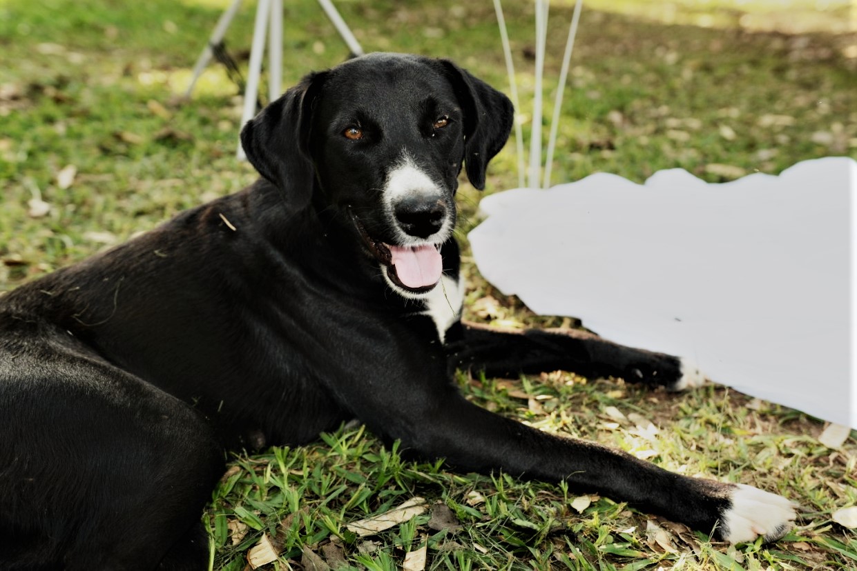 'Negona', como ficou conhecida, foi um dos animais castrados. Foto: Divulgação.