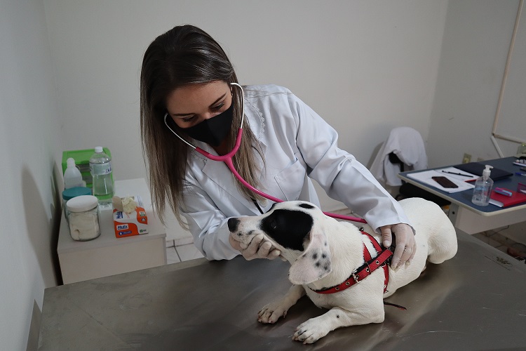 Veterinária Kellen em Avaliação de canino, na Casa da Agricultura. Foto: Thomas Moutropoulos