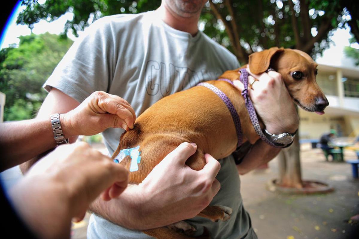 Cachorro é vacinado contra raiva. Foto: Marcelo Camargo / Agência Brasil