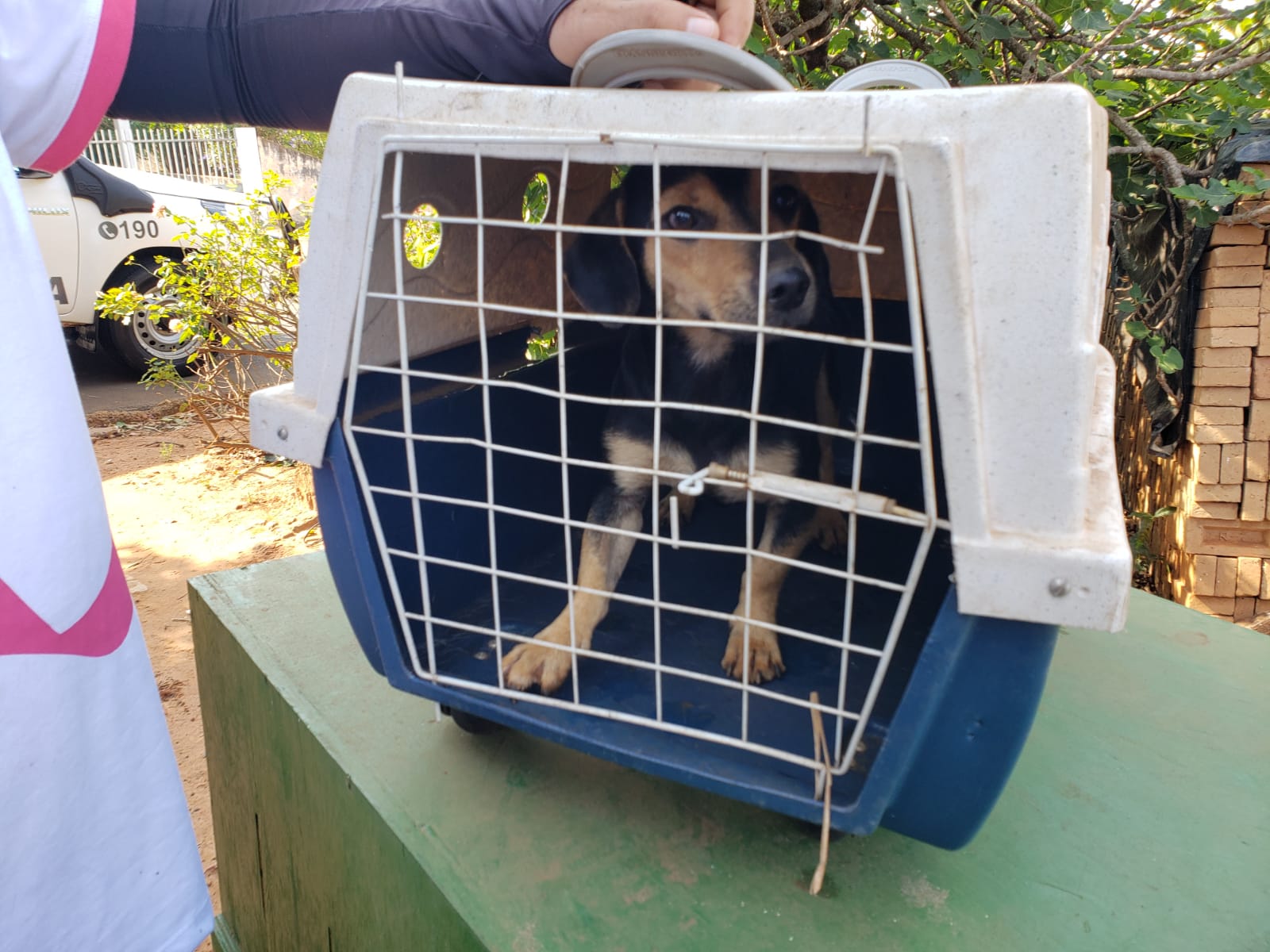 Animaizinhos resgatados seguirão para adoção responsável. Foto: divulgação. 