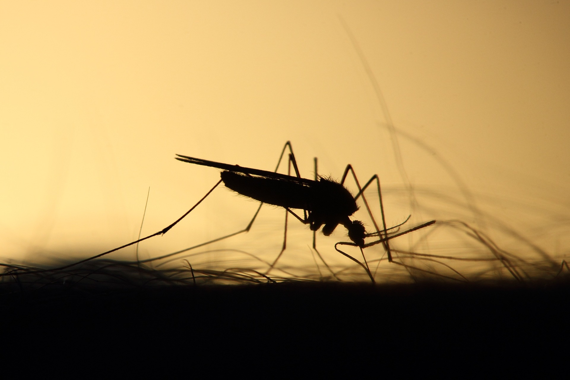 Aedes aegypti, causador da dengue, chikungunya, zika e febre amarela urbana. Foto: Pete / Pixabay.