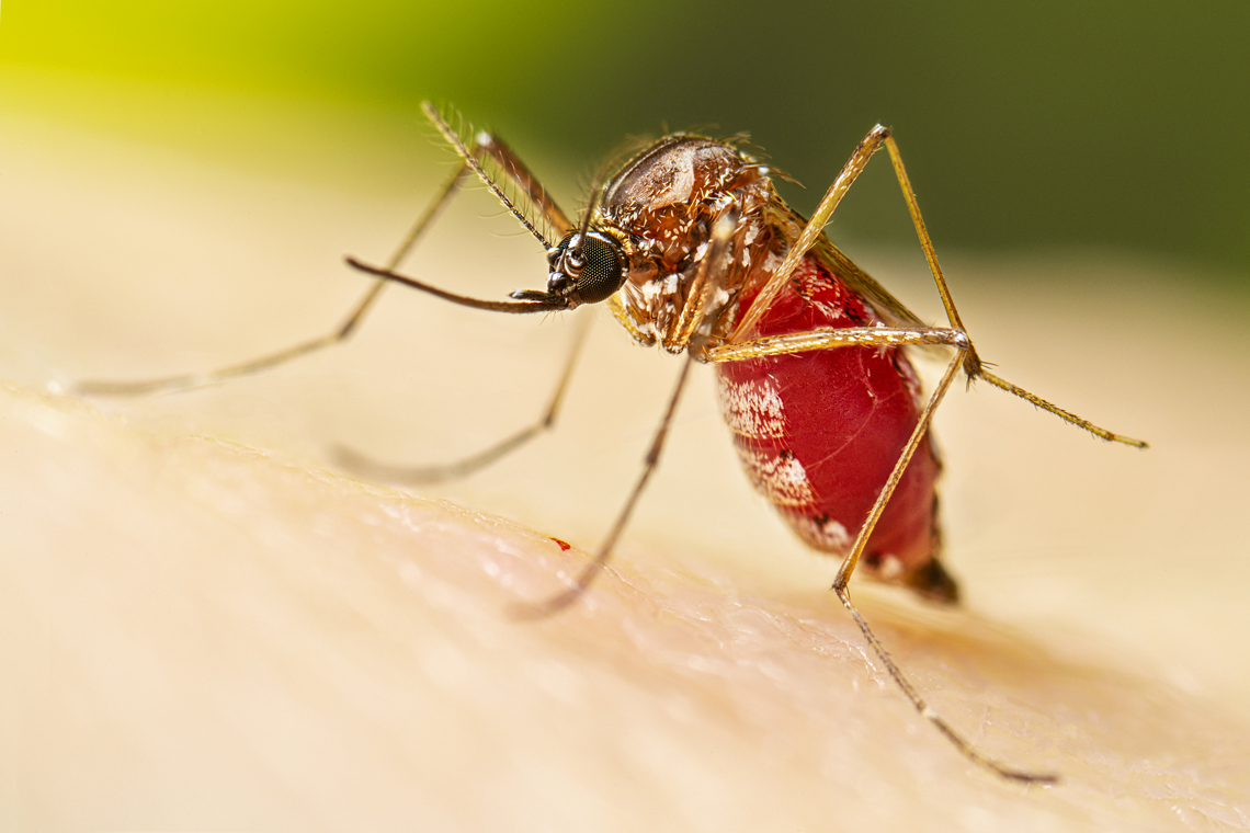 Aedes aegipty, mosquito causador de doenças como a dengue, Chikungunya e Zika. Imagem: Lauren Bishop / CDC